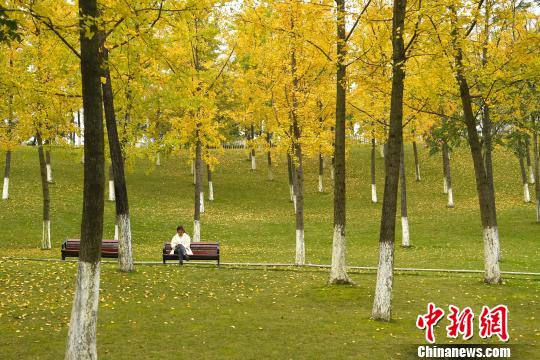 图为一市民正在银杏树下休闲。　陈超 摄