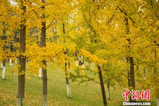 图为市民在树林里拍照留影。　陈超 摄