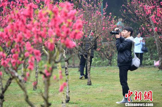 广西南宁万株桃花盛放民众赶花潮