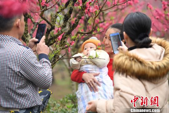 图为民众在桃花树丛中拍照留念。　俞靖 摄