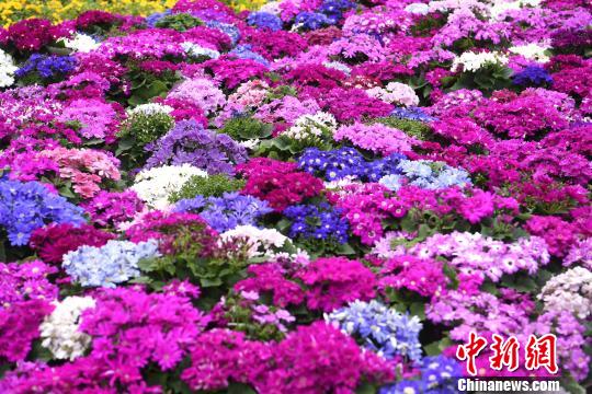 重庆闹市鲜花盛开春意浓