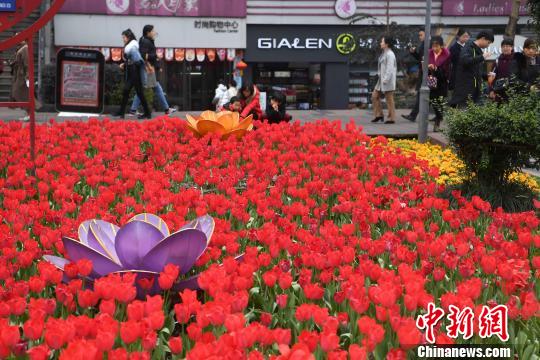 图为市民观赏郁金香。　陈超　摄