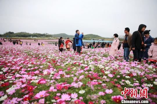 广西钦州格桑花开迎客来