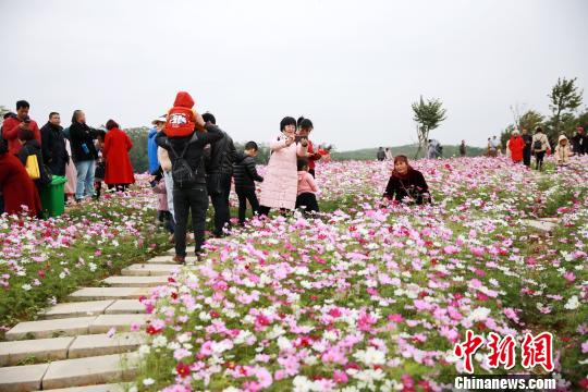 游人在格桑花海里赏花。　曾开宏 摄