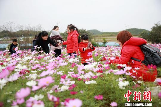 游人在广西钦州市钦廉林场平垠分场的格桑花海里赏花留影。　曾开宏 摄