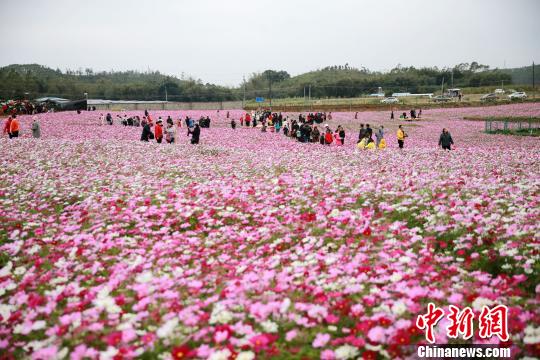 广西钦州市钦廉林场平垠分场，游人在格桑花海里赏花。　曾开宏 摄