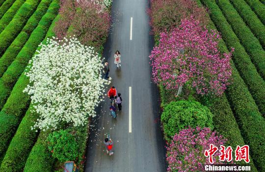 航拍道路两侧的红色、白色的玉兰花树。　鲍赣生　摄