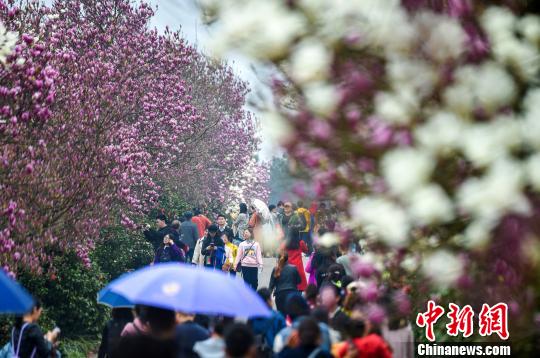 上千株玉兰花成为春天一道绚丽的风景线。　鲍赣生　摄