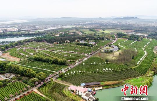 3月16日，随着气温的回升，江西省南昌市南昌县凤凰沟景区迎来赏花季。　鲍赣生　摄