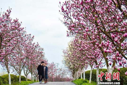 玉兰花绽放吸引游客欣赏。　鲍赣生　摄