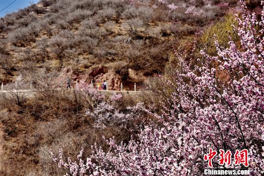 图为桃花盛开。　徐振华　摄