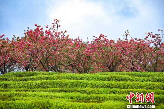 仲春时节，南昌凤凰沟景区内万余株晚樱步入一年之中最为炫美的时期，浪漫花季吸引大批市民和游客前来赏花踏春。　鲍赣生 摄