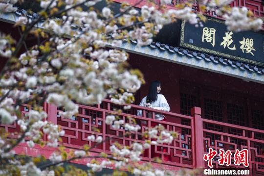 穿着汉服的古装女子站在樱花阁楼上。　鲍赣生 摄