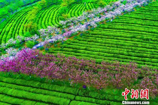 江西南昌仲春时节凤凰沟樱花绚烂