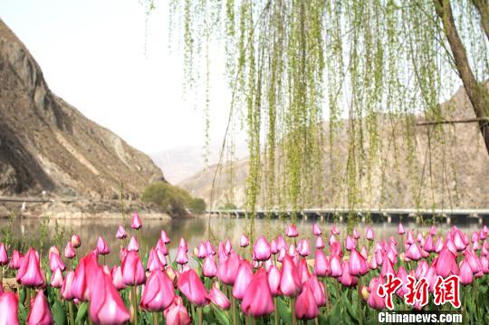 春日甘肃黄河岸边“花红柳绿”河水清清