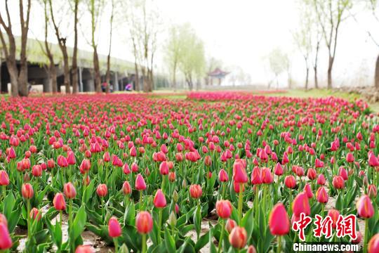 图为红艳艳的郁金香。　郭红 摄