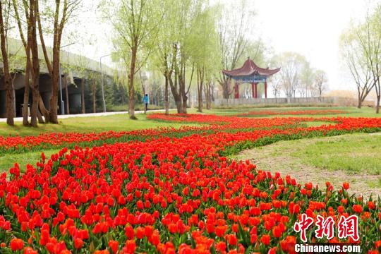 图为郁金香花开红艳艳。　郭红 摄