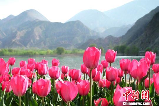 图为黄河岸边“花红柳绿”。　侯奇志 摄