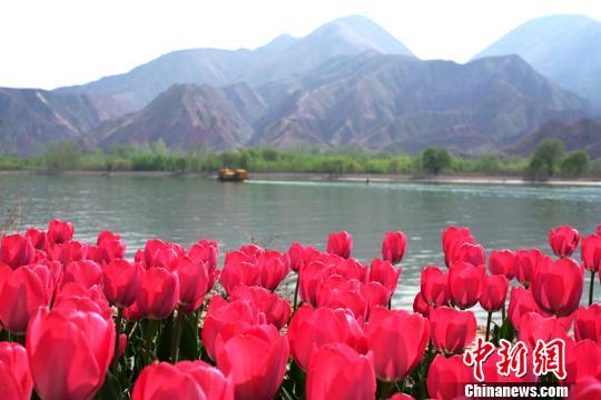 图为黄河岸边春色正好。　郭红 摄