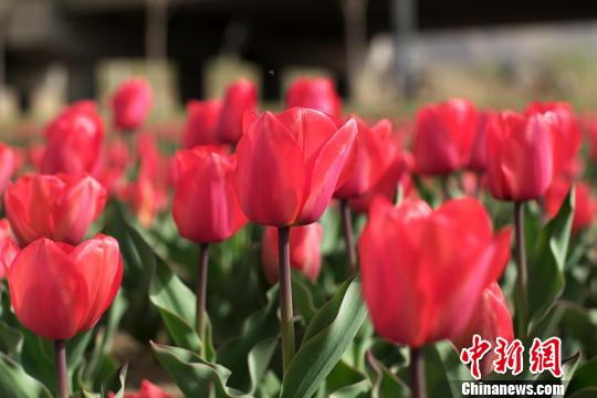 图为盛开的郁金香。　侯奇志 摄