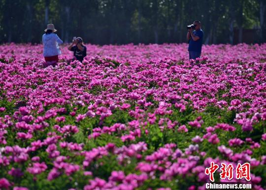 甘肃戈壁荒滩变“花城绿海”