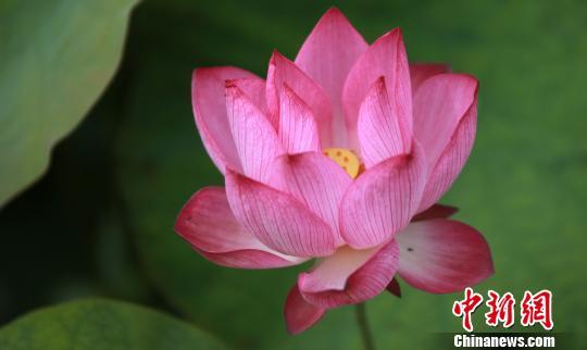 图为荷花盛开，花香四溢。　孟德龙　摄