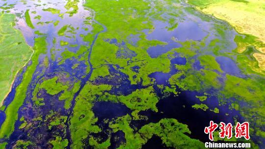 8月初，正值夏秋交接之际，天气依然热度不减，新疆巴音布鲁克草原景色怡人。　肖永浩 摄