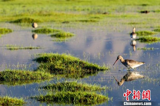 水鸟在水面上嬉戏、觅食。　达吾提·热夏提 摄