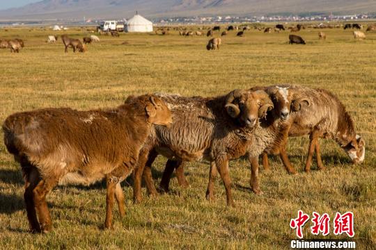 眼下，有着原生态湿地风光的巴里坤湿地，草原逐渐退绿变黄，多彩的景色更加迷人。　达吾提·热夏提 摄