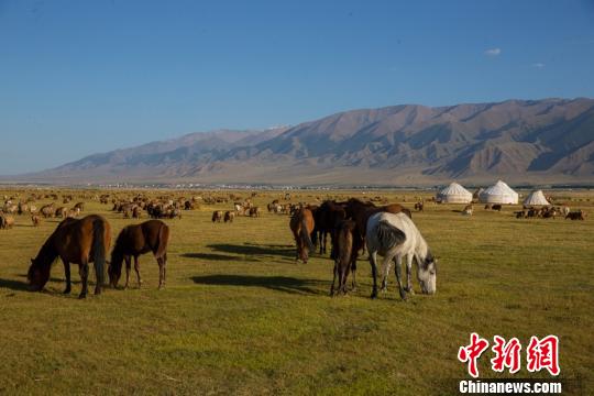 眼下，有着原生态湿地风光的巴里坤湿地，草原逐渐退绿变黄，多彩的景色更加迷人。　达吾提·热夏提 摄