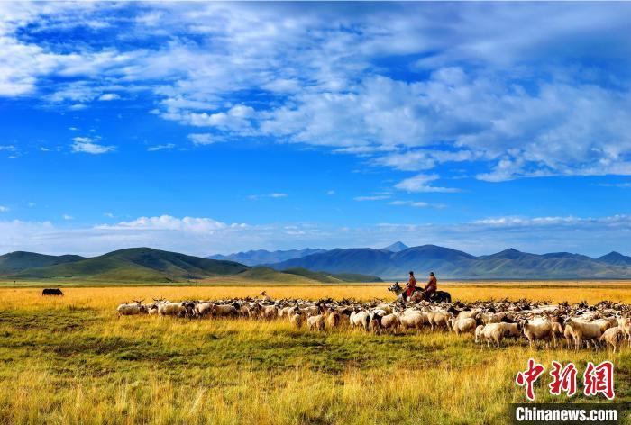 图为玛曲县阿万仓镇草原牧民在放牧。 钟建龙 摄