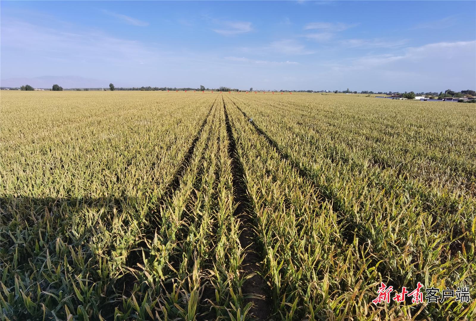 甘快看粮田变良田丰产有秘诀甘肃省大力推进高标准农田建设成效明显