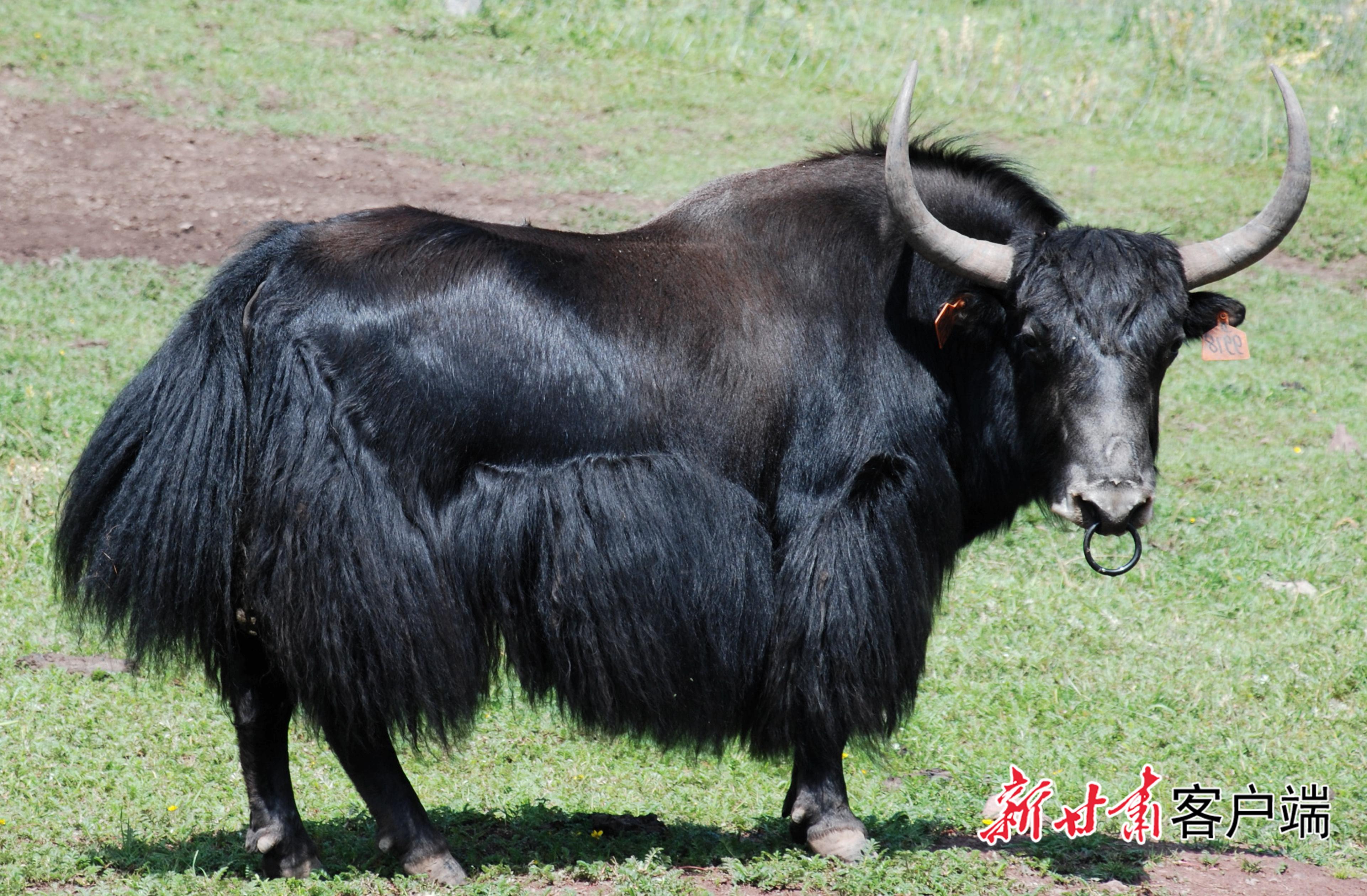 甘快看把科技论文写在高原牧区中国农科院兰州牧药所科技创新服务牦牛