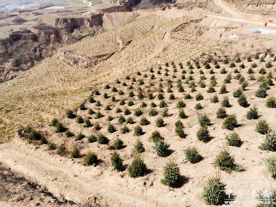 【造林绿化】图看造林绿化第一线(兴丰镇篇)
