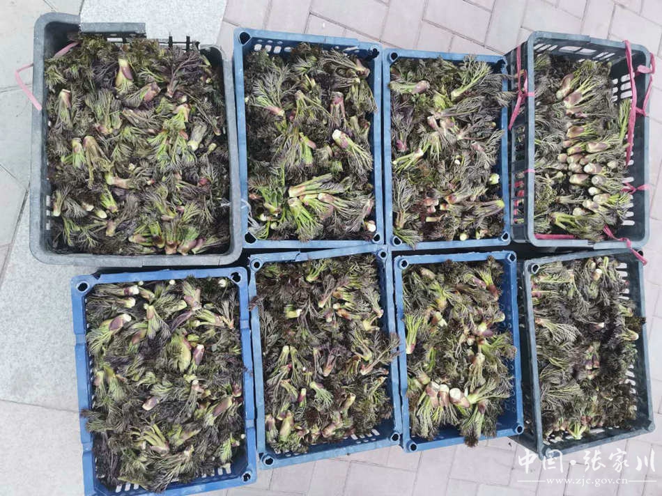 张家川春天来了乌龙头与你有场约会