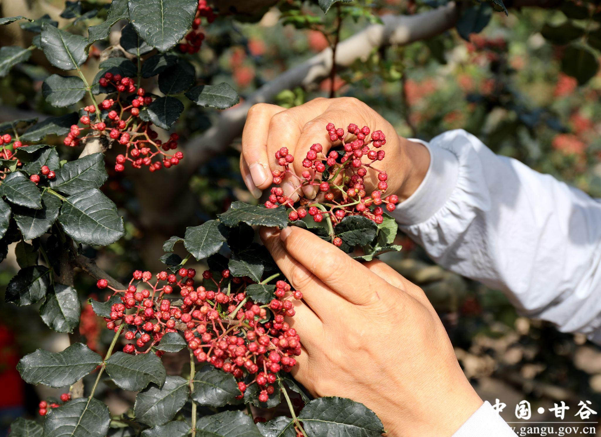 新天水-甘肃甘谷:花椒采摘农事忙