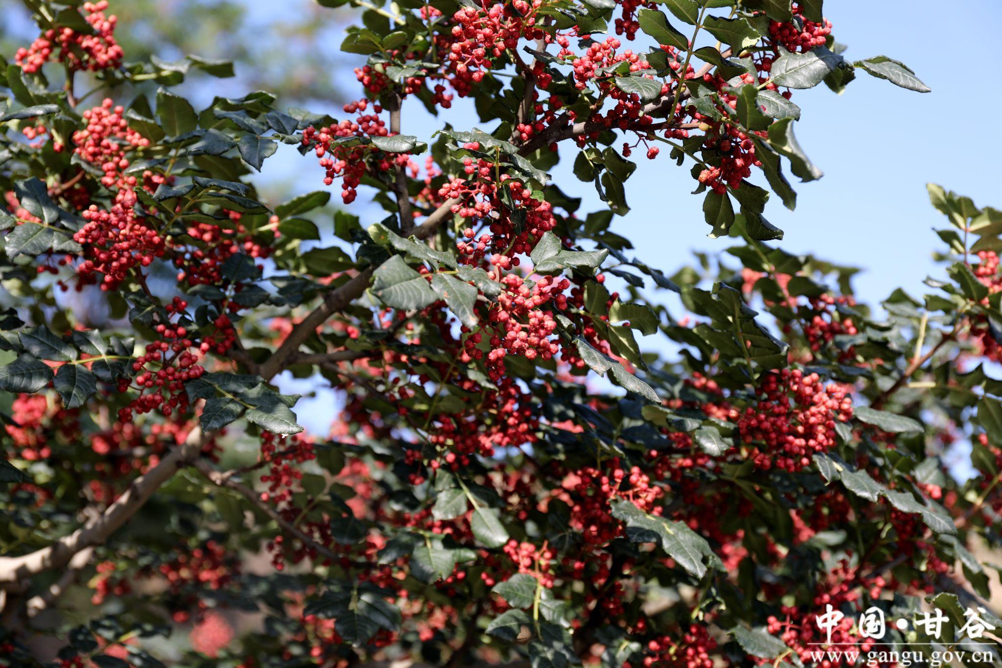 新天水-甘肃甘谷:花椒采摘农事忙