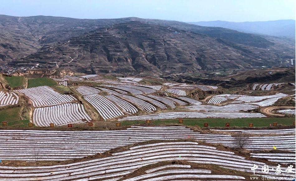 乡村行看振兴秦安县兴丰镇上陈村多举措助力和美乡村建设提质增效