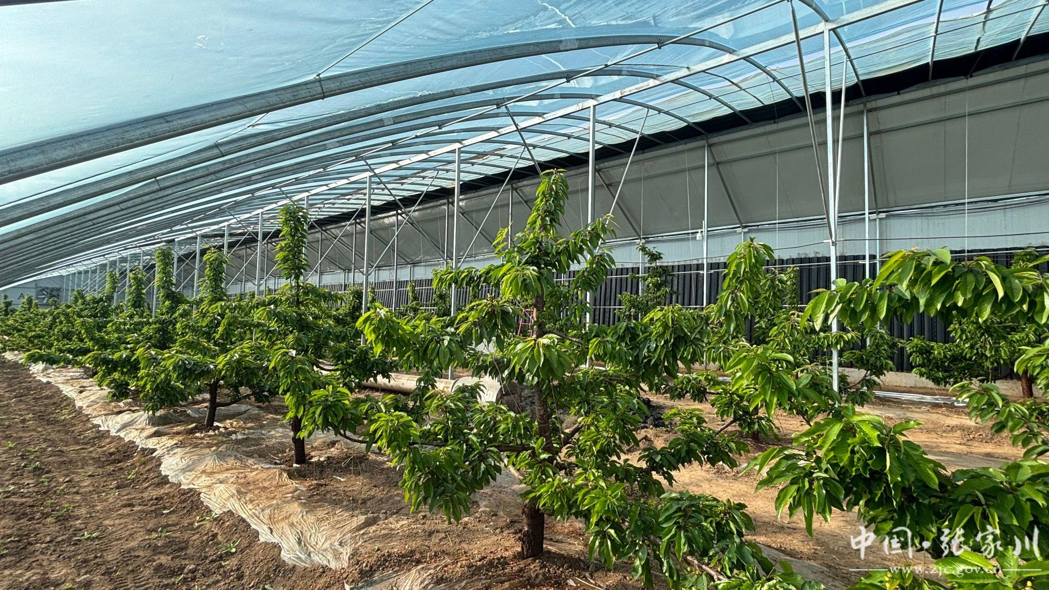 张家川县农业农村局邀请专家把脉指导设施大樱桃管理