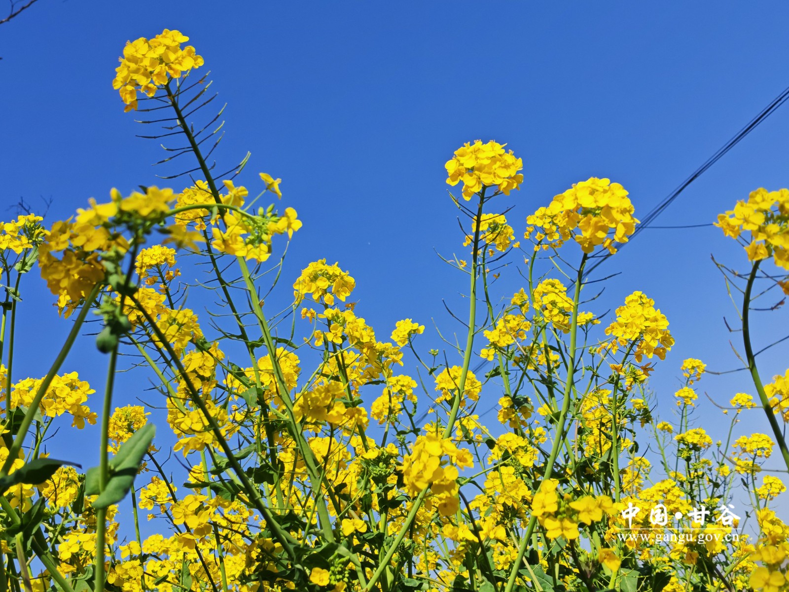 微信图片_20260417163510_68_4