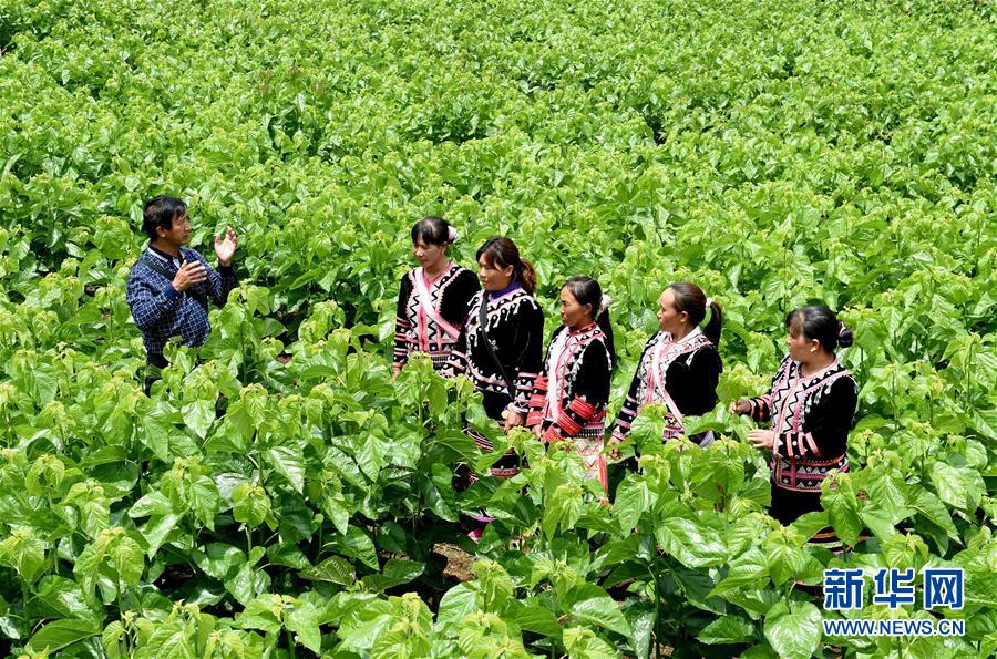 云南澜沧:拉祜族山寨旧貌换新颜