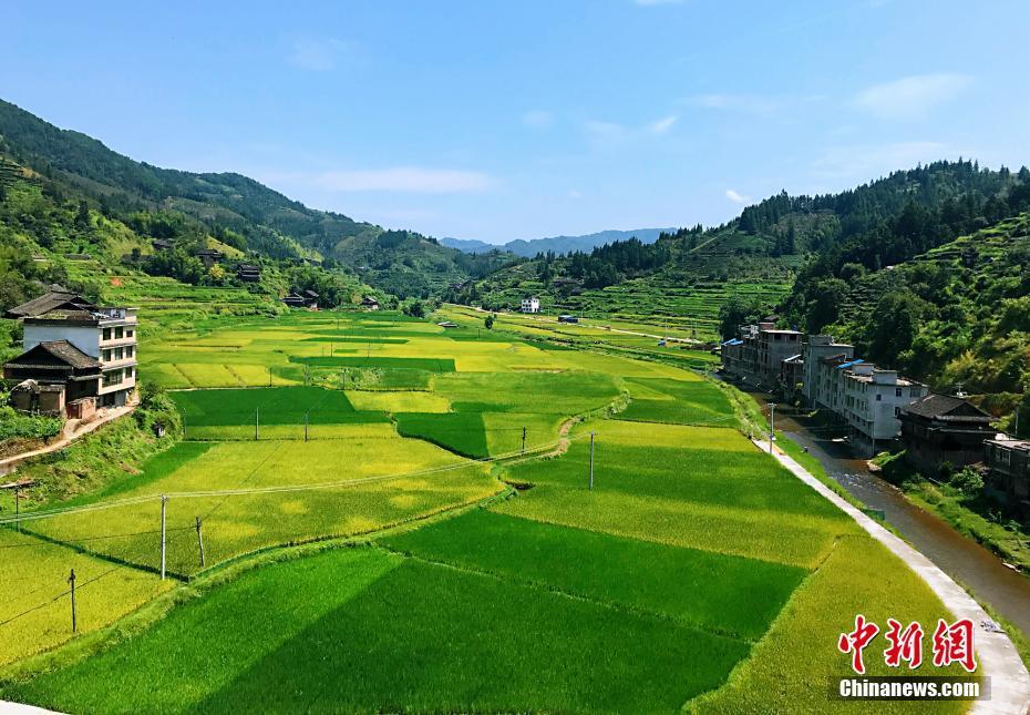 广西侗乡三江进入丰收季 田野景色如画